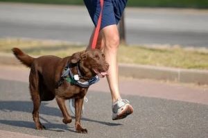 A person walking their leashed dog on a path