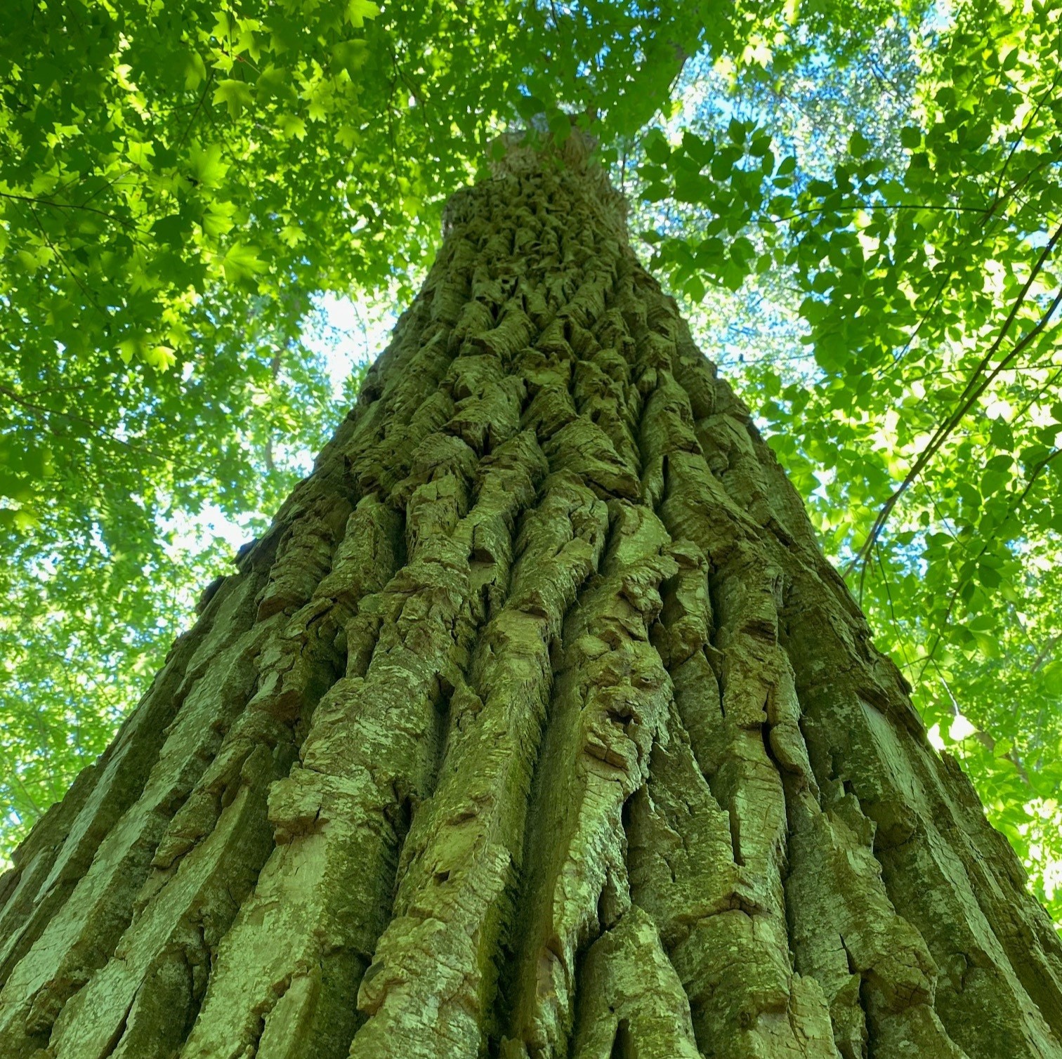 Eastern Cottonwood bark