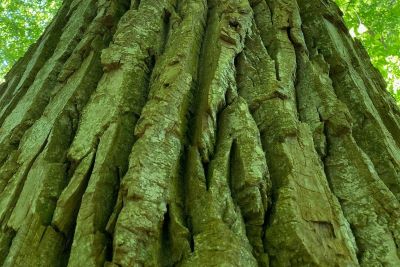 Bark of eastern cottonwood