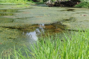 Hydrilla covering the Eno River