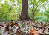 Fall leaves under tree