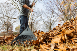 Man raking leaves